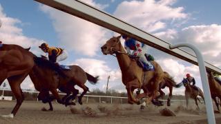 Horses running